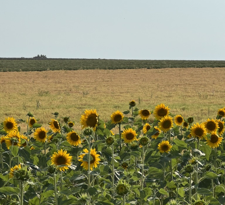 A field of sunflowers in full bloom in front of open farmland under a pale summer sky